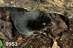 Parascalops breweri, Hairy-tailed Mole